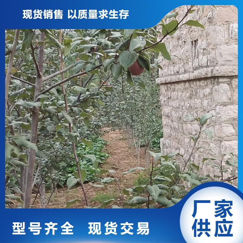 红梨树苗育苗基地