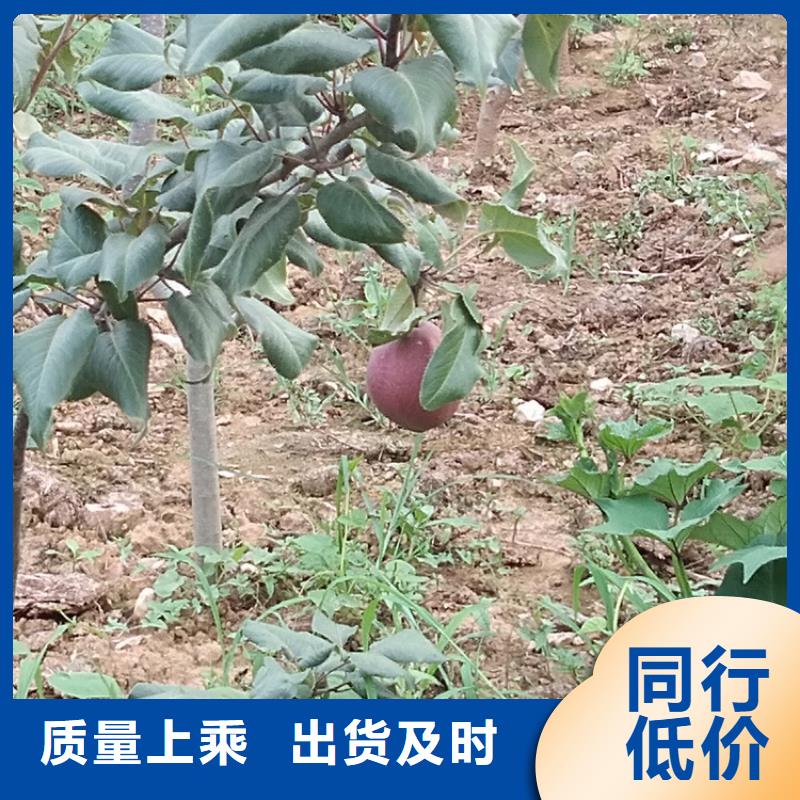 梨树苹果苗严谨工艺
