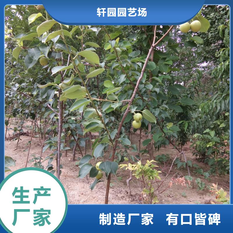 梨树苗大棚种植