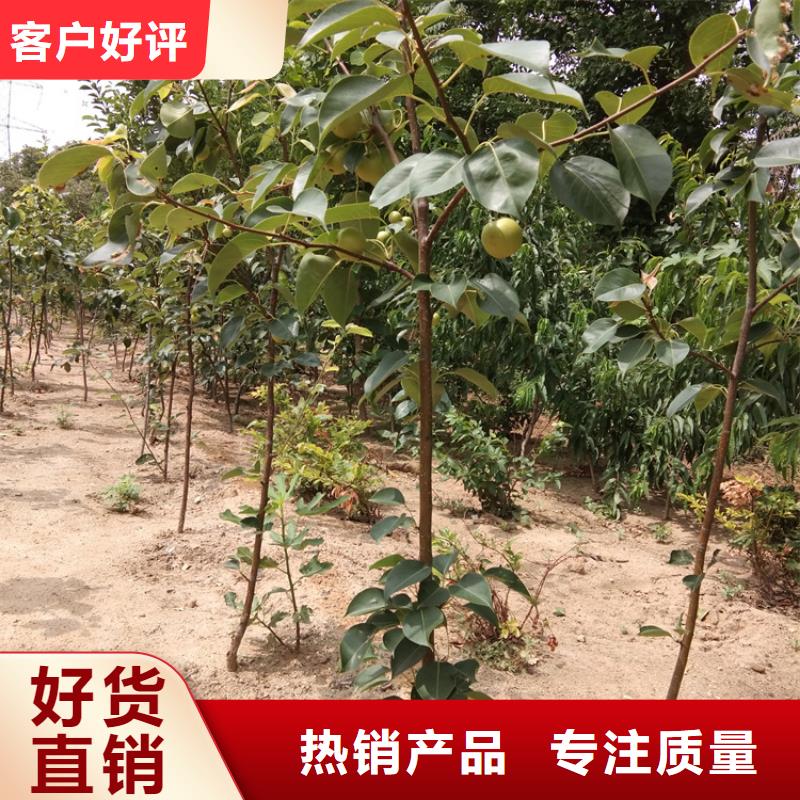 红梨树苗当年结果树