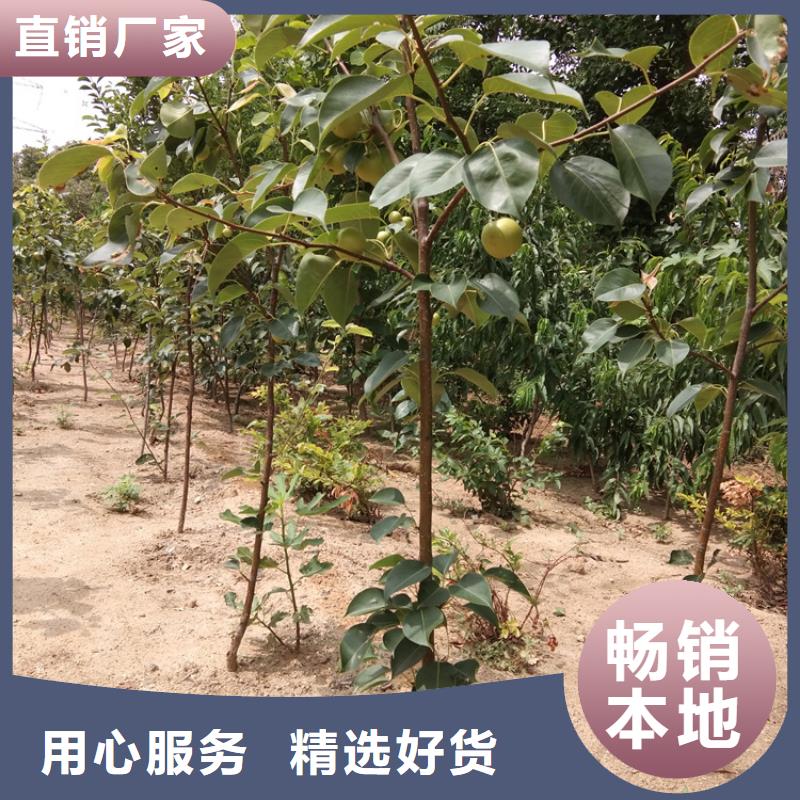 梨树_梨树苗实体厂家大量现货