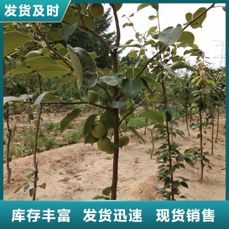 嫁接梨树苗育苗基地