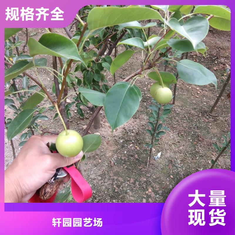 三红梨树苗量大从优