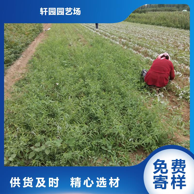 梨树苗大棚种植