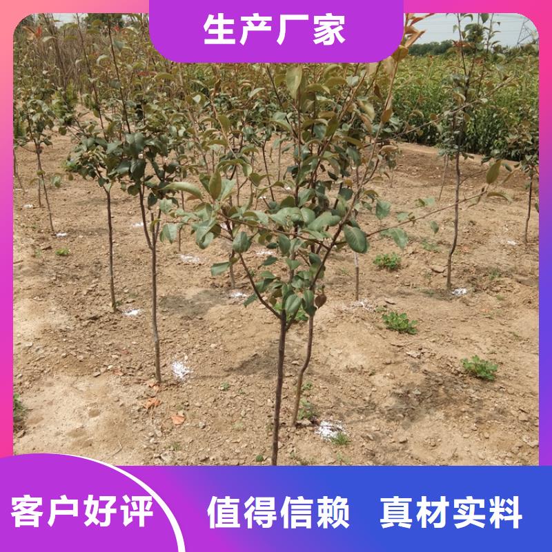 彩虹梨树苗根系发达