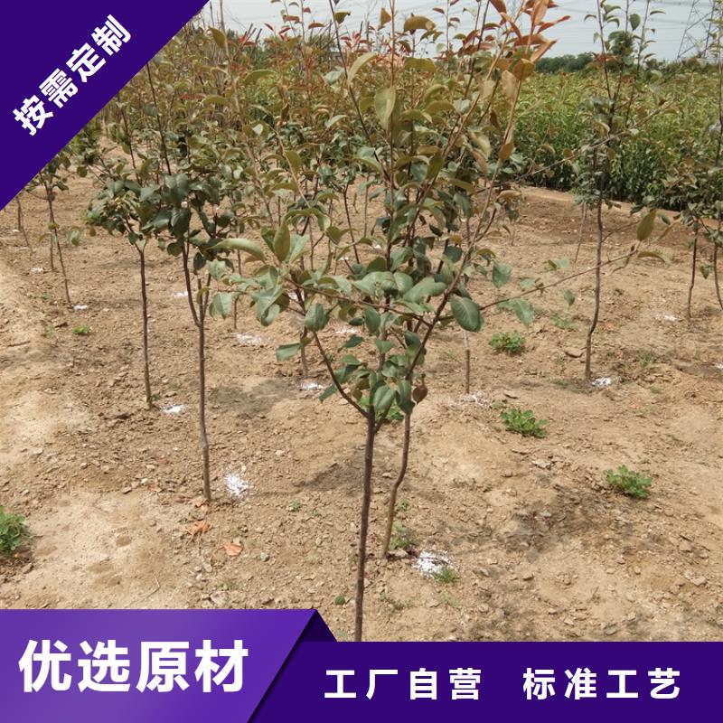 梨树苗大棚种植