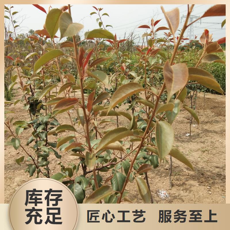 秋月梨树苗量多优惠
