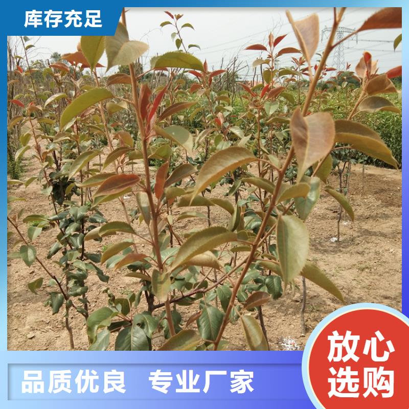 梨树_苹果苗实拍展现