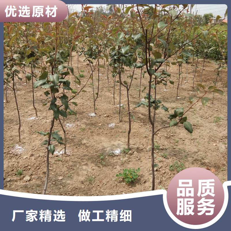 【梨树草莓苗品质做服务】