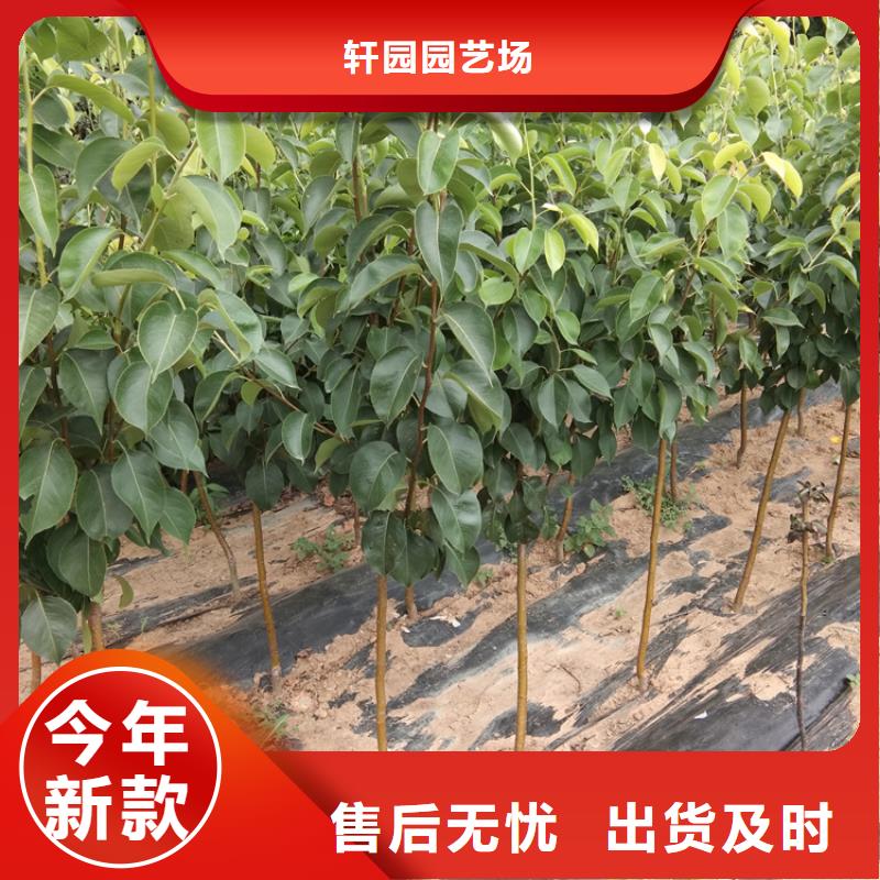 梨树北美冬青用品质说话