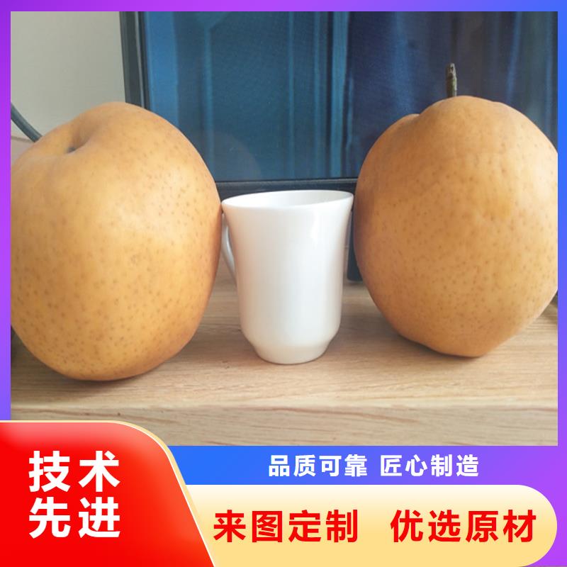 梨苗当年结果树