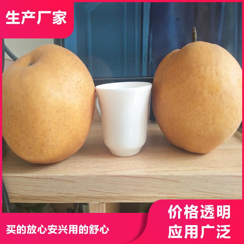 梨树猕猴桃苗真材实料