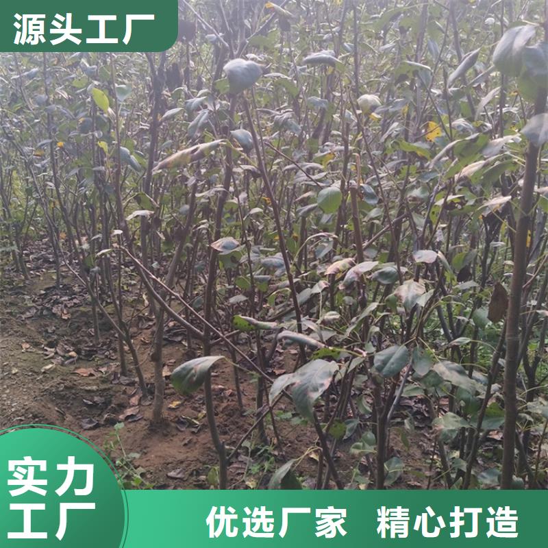 早酥红梨苗育苗基地