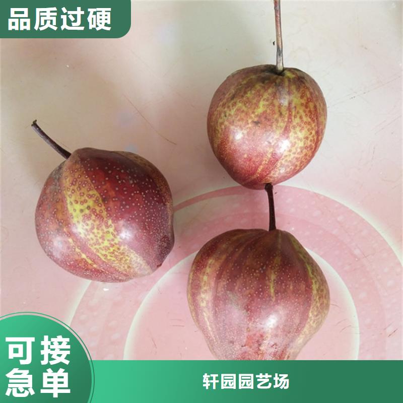 梨树_梨树苗实体厂家大量现货