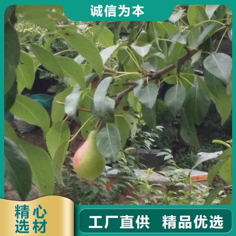 彩虹梨树苗基地