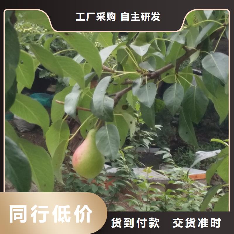 梨树_梨树苗实体厂家大量现货