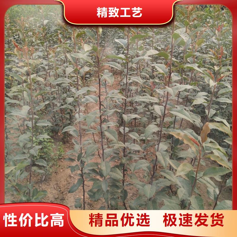红梨苗量多优惠