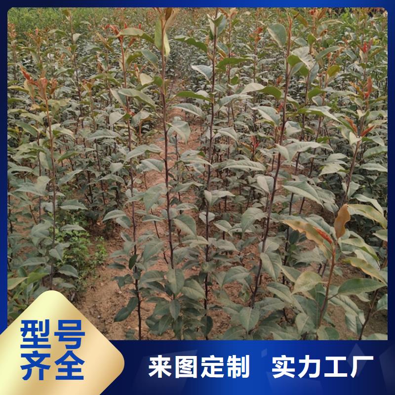 三红梨树苗种植管理技术
