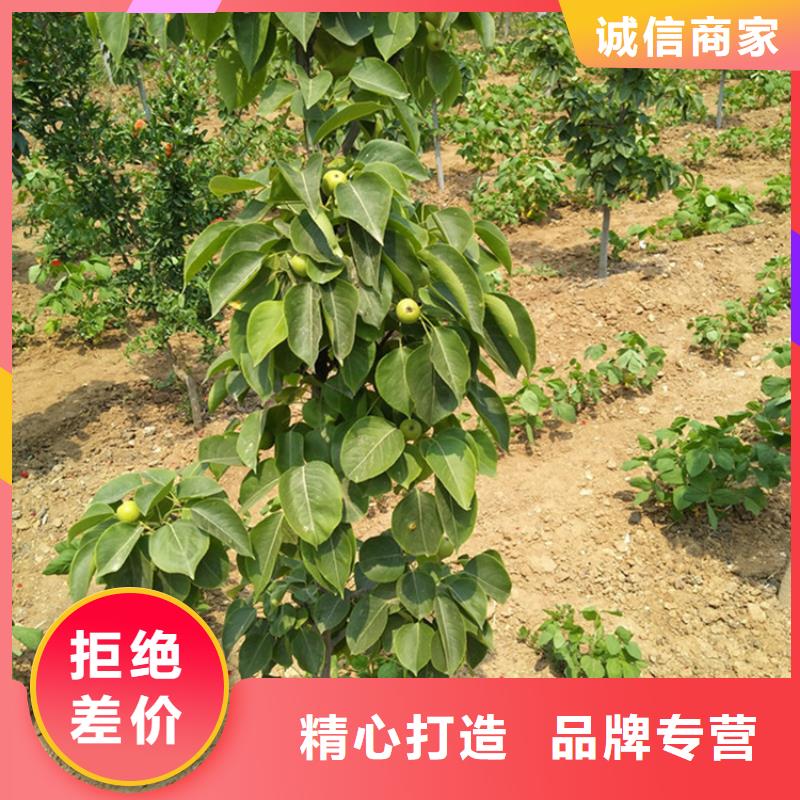 三红梨树苗种植管理技术