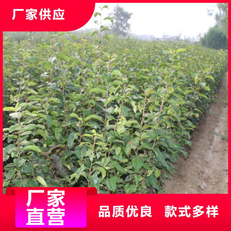 秋月梨树苗量多优惠