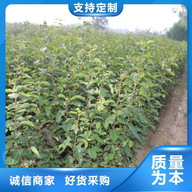 早酥红梨苗育苗基地