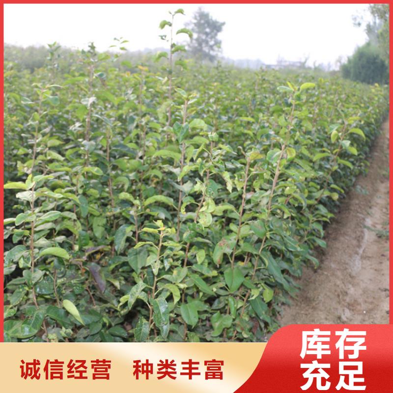 梨树_杏树苗专业生产厂家