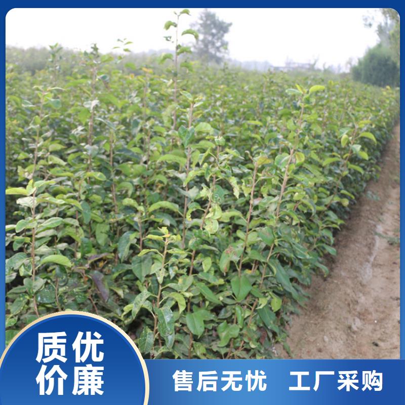 梨树_梨树苗实体厂家大量现货