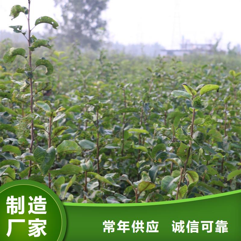 红梨树苗育苗基地
