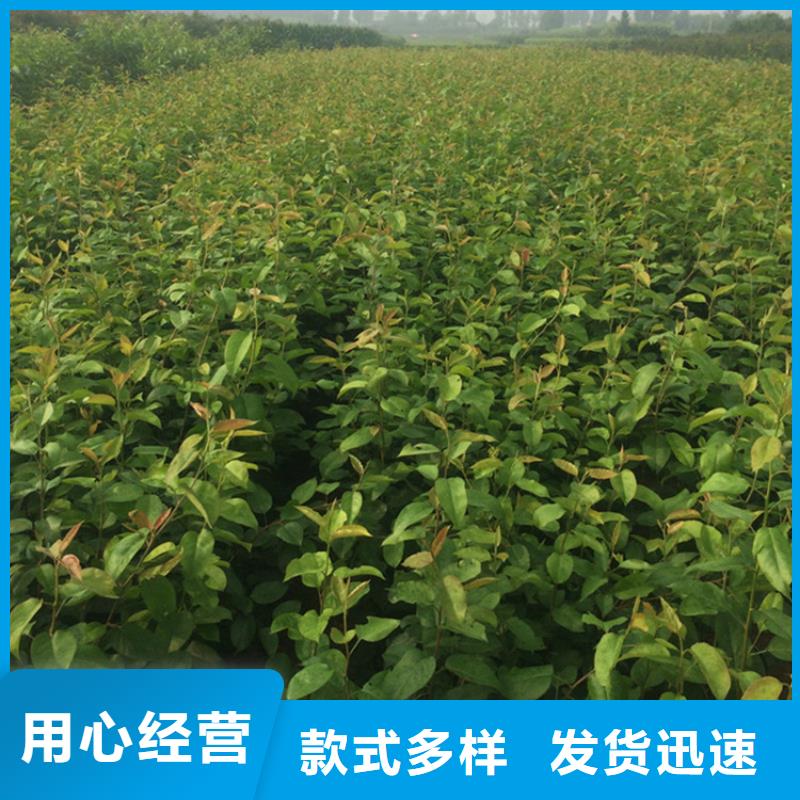 梨树_樱桃苗海量现货直销