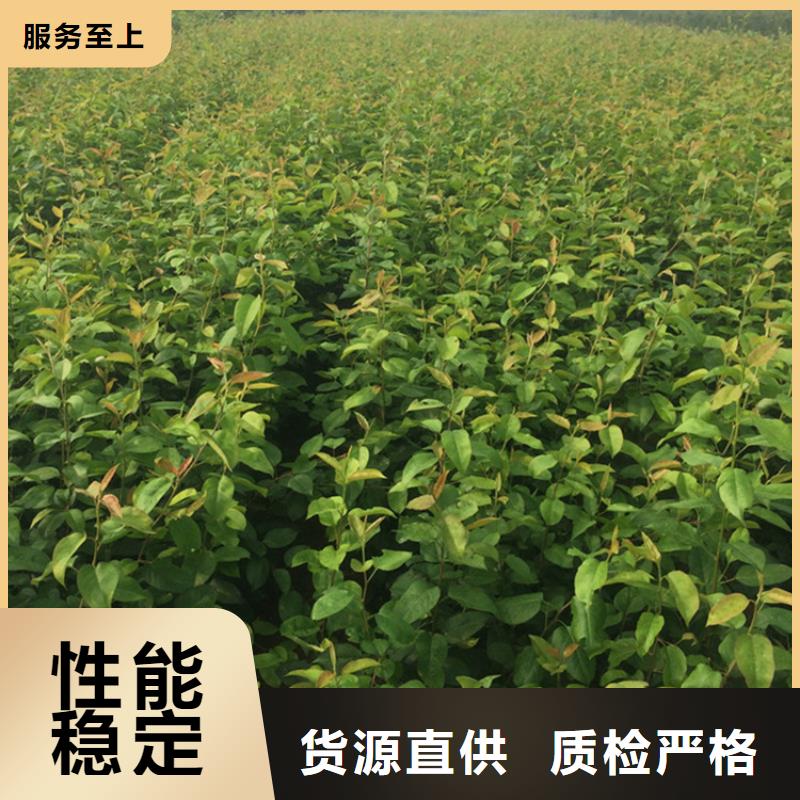 红梨树苗当年结果树