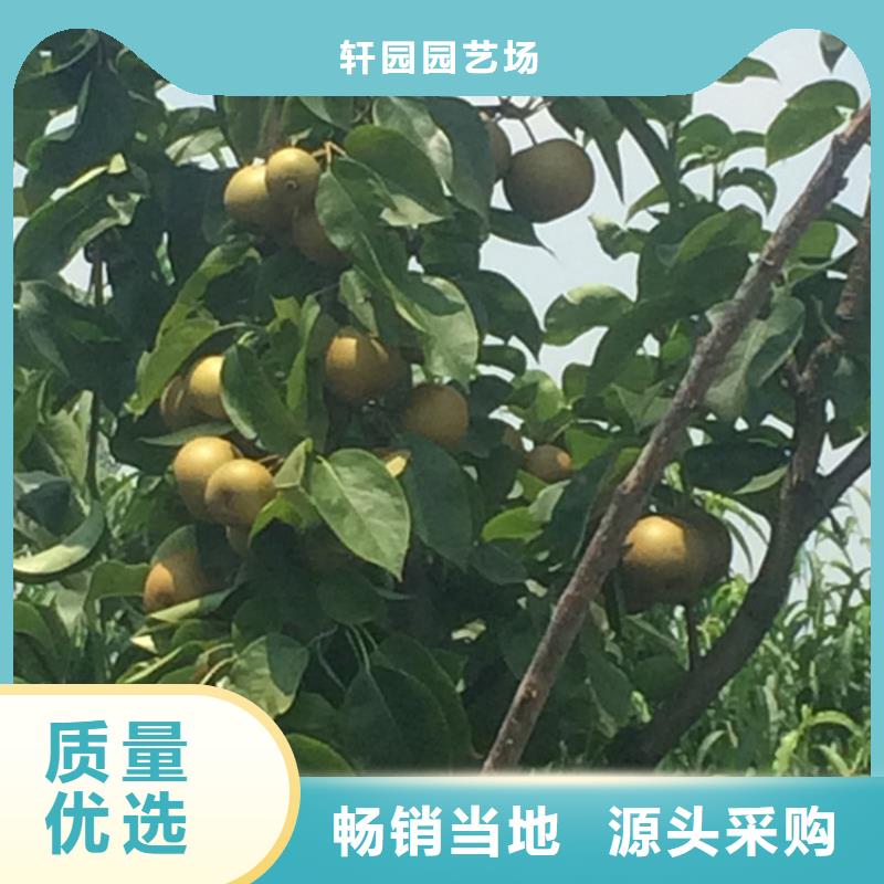 梨树_草莓苗本地配送