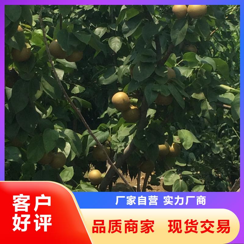 三红梨树苗种植管理技术