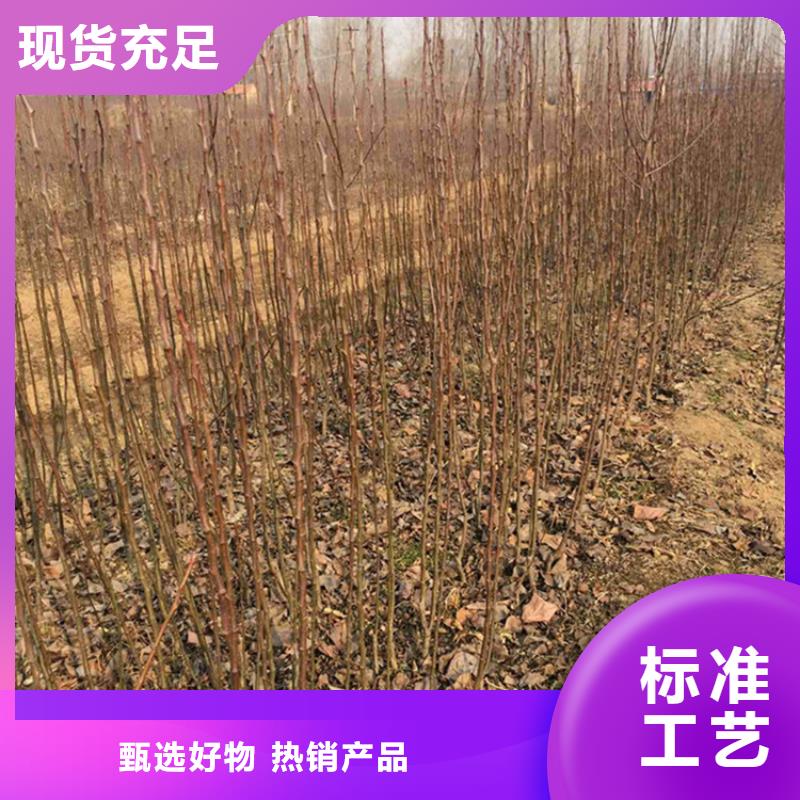 梨苗当年结果树