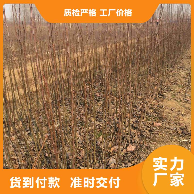 【梨树草莓苗品质做服务】