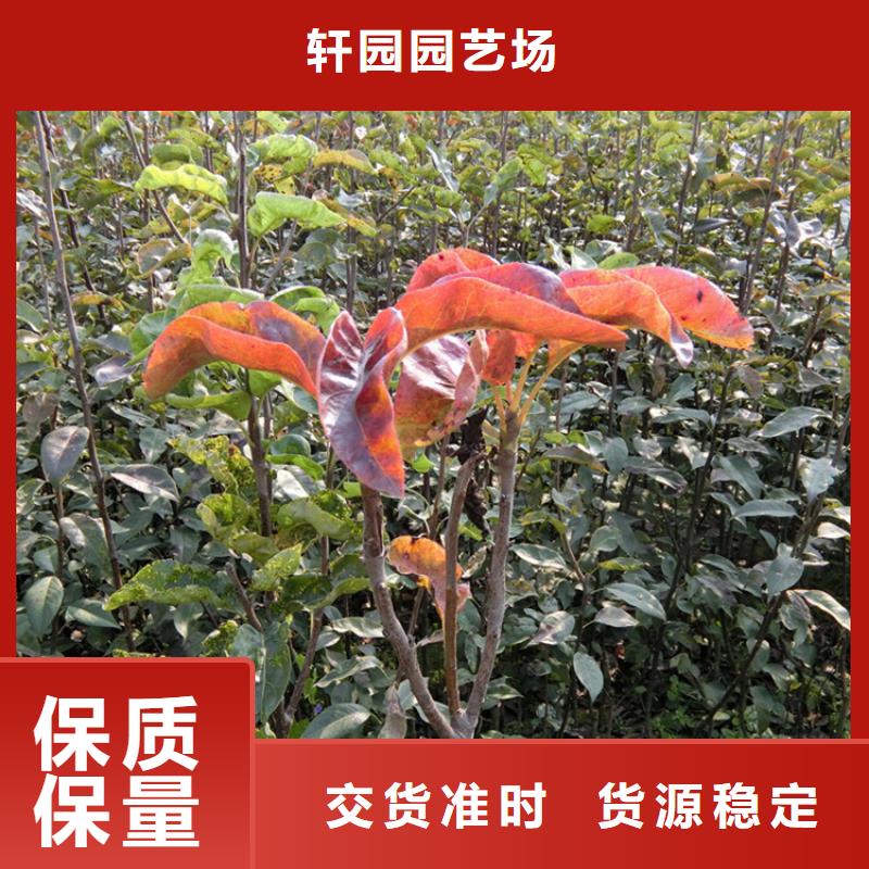 早酥红梨苗批发价格
