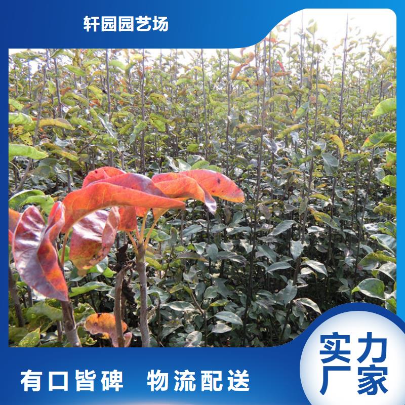 彩虹梨树苗采摘园