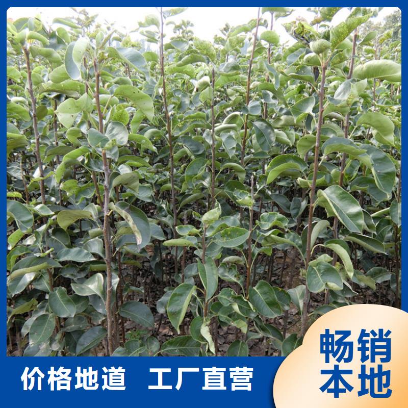 梨树_草莓苗本地配送