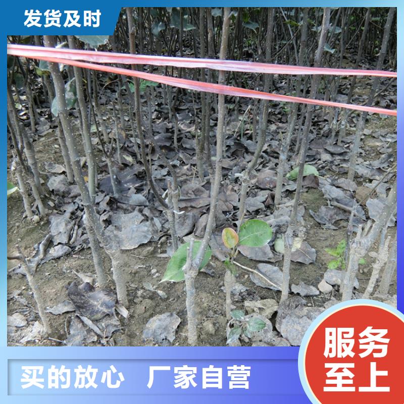 梨树_樱桃苗海量现货直销