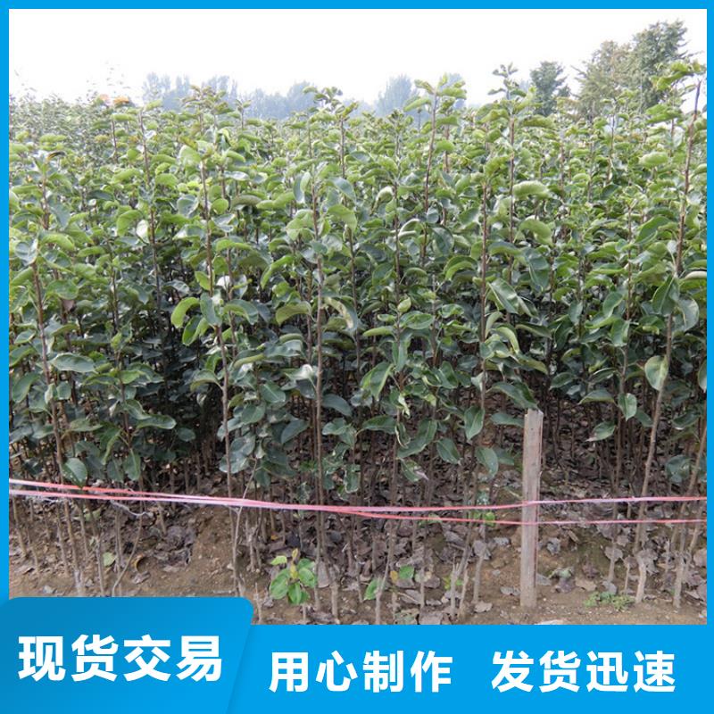 【梨树樱桃苗制造厂家】