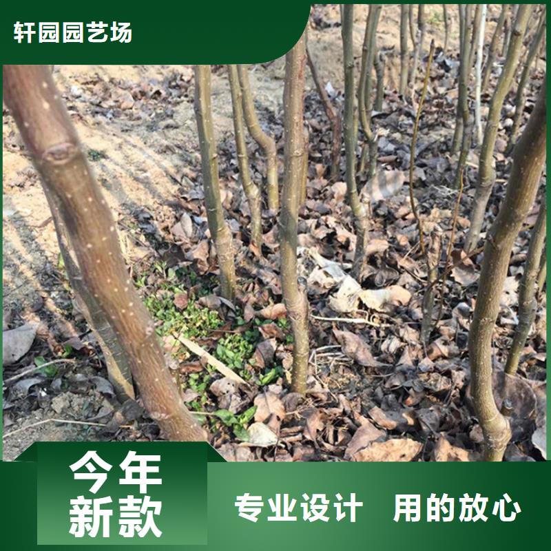 彩虹梨树苗采摘园