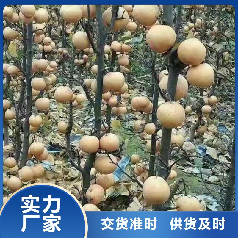 【梨树苹果苗货源充足】