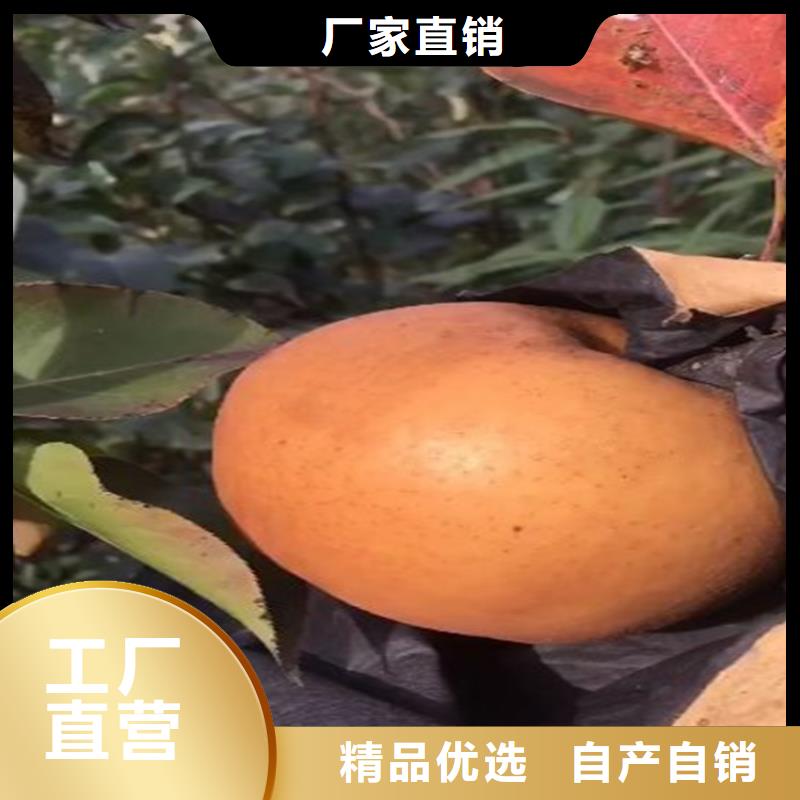 秋月梨树苗育苗基地