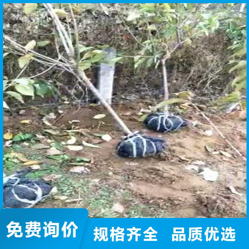 梨树_樱桃苗海量现货直销