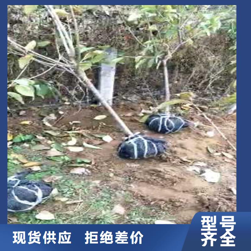 彩虹梨树苗根系发达