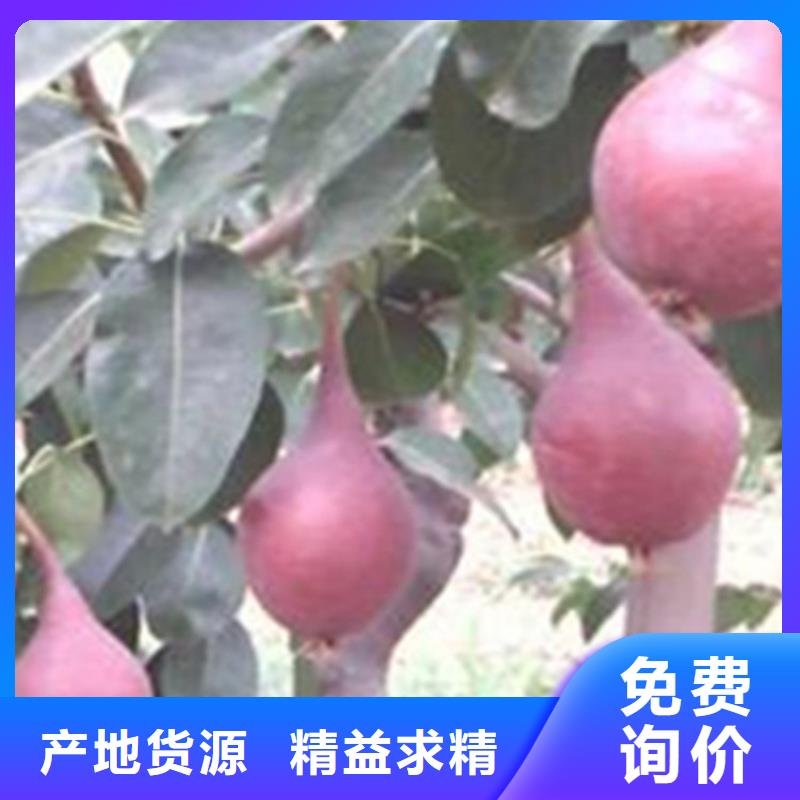 秋月梨树苗嫁接方法及时间