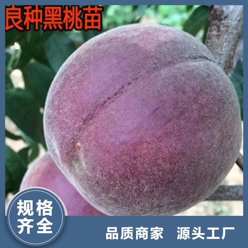 桃【石榴树】精挑细选好货