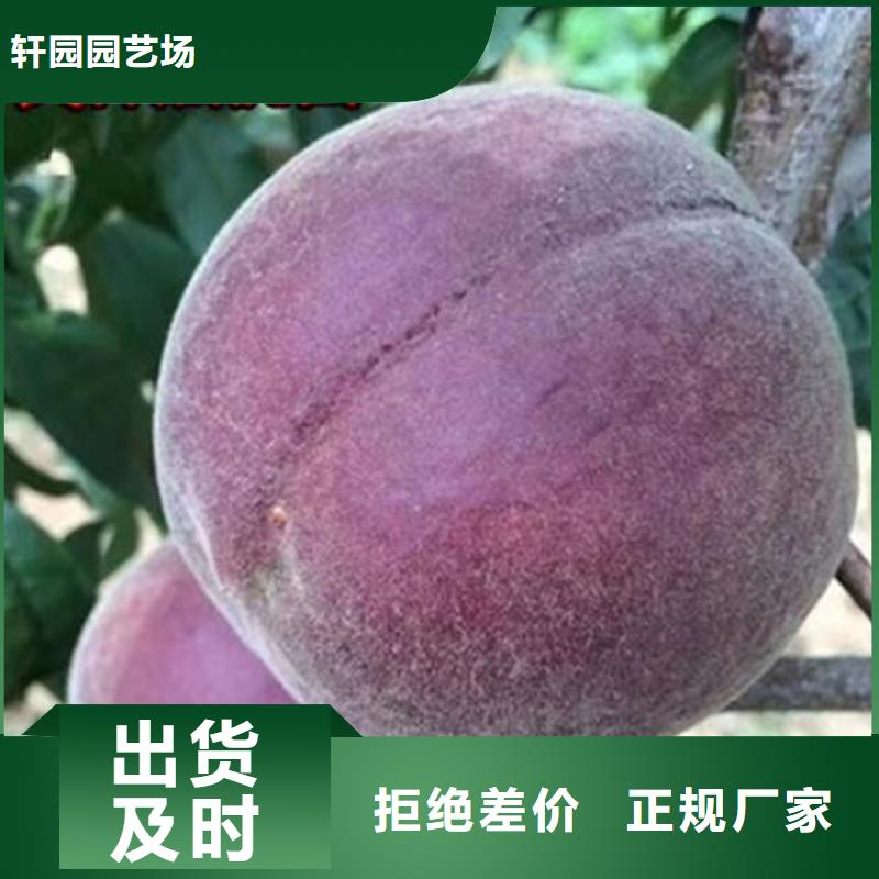 嫁接桃苗种植管理技术襄樊