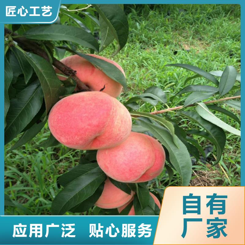 嫁接桃树全国发货/轩园园艺场