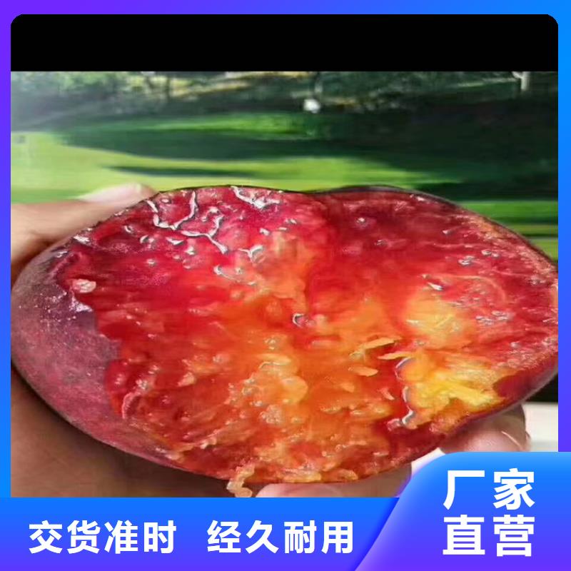 桃北美冬青种类多质量好