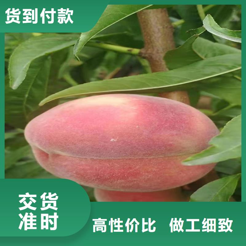 黑桃树苗批发价格